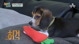 ※돌발행동※ 쌤의 커피나무를 습격한 애리! 애교에 분노가 사르륵♡ | ZUM TV