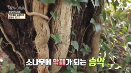 신경통에 좋다는 ‘송악·송담’?! 덩굴째 굴러온 건강 비법! | ZUM TV