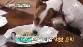 싱크로율 100%! 김희철의 핵인싸견, 개춘기 기복이 大공개! | ZUM TV 싱크로율 100%!  김희철의 핵인싸견, 개춘기 기복이 大공개! | ZUM TV