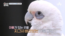 ※사상최초 앵무새 출연자※ 아빠에게 연신 인사하는 아들, 과연 눈맞춤 성공할 수 있을까? | ZUM TV ※사상최초 앵무새 출연자※ 아빠에게 연신... 
