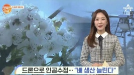[친절한 예인씨] 드론으로 인공수정···＂배 생산 늘린다＂ | ZUM TV