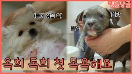[댕글냥글] 옥희 독희! 태어나 처음으로 목욕했쪄요★ | ZUM TV