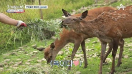 10년 전, 180억에도 팔지 않은 사슴 농장! 푸르른 들판에 자유롭게 뛰노는 사슴들 | ZUM TV