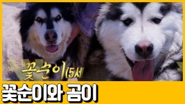 [선공개] 알래스칸 맬러뮤트가 원래 이런 종이었나요?ㅋㅋㅋ | ZUM TV