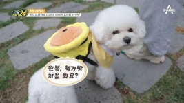 등원부터 교육까지! 반려견도 유치원을 다닌다? | ZUM TV
