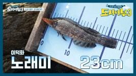 노래미는 감성돔의 전조?! 이덕화 박프로 중 누가 먼저 잡을 것인가? | ZUM TV