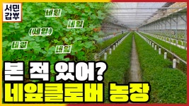 [선공개] 세잎클로버보다 네잎클로버가 더 많은 곳이 있다?! | ZUM TV