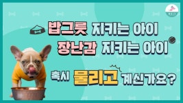 강아지 소유욕 훈련 방법ㅣ뺏으면 도망가고 무는 강아지 | ZUM TV