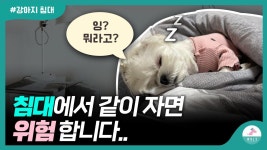 강아지와 침대에서 같이 자면 안좋은 3가지 이유 | ZUM TV