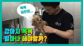 강아지 목욕 많이 하면 안좋은점 | ZUM TV