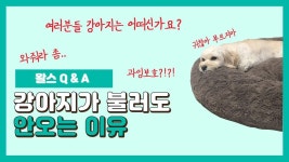 강아지가 불러도 안오는 이유.. 제발좀 와줘ㅠㅜ | ZUM TV