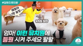 현직 원장이 추천하는ㅣ좋은 강아지 유치원 고르는 방법 | ZUM TV