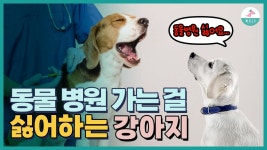 동물병원 가는걸 좋아하게 만드는 4가지 방법 | ZUM TV