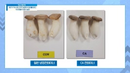 농산물 수출에서 중요한 요소인 품질! 강력한 수출 경쟁력을 갖기 위한 농업의 다양한 기술 변화와 재배 방법 | ZUM TV