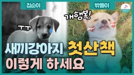 새끼 강아지에게 제일 중요한 첫 산책!! 이렇게 해주세요ㅣ사회성 실외편 | ZUM TV