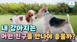 내 강아지는 어떤 친구를 만나야 어울릴까? | ZUM TV