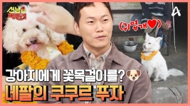 +멍리둥절+ 불운이 들어오지 않게 지켜주는 강아지를 정성껏 대접하는 네팔의 대명절★ | ZUM TV
