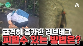 급격히 증가한 러브버그 피할수 있는 방법은? | ZUM TV