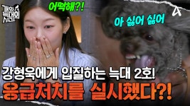 (비상) 강형욱의 손을 물어버린 늑대 2호! 응급처치를 진행했다?! | ZUM TV