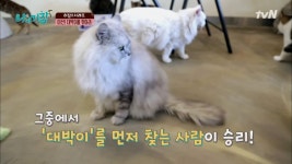카페 내 서열 1위 고양이, 대박이를 찾아라!! 급 태세 전환? | ZUM TV