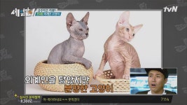 외계인 닮은 고양이? 스핑크스 고양이 ＜금주의 뜬 키워드＞ | ZUM TV
