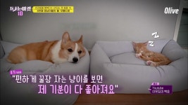 멍냥이들의 新 무릉도원 꿀잠 방석 [반려동물 행복지수 UP되는 펫 용품 10] | ZUM TV