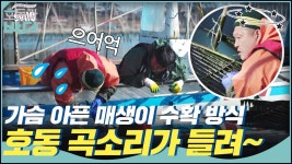 호동의 절절한 곡소리(?) 가슴 아픈 매생이 수확 방식 (옛날.ver) | ZUM TV