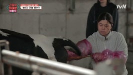 제주도 세 자매 목장의 리얼 송아지 출산기! | ZUM TV 제주도 세 자매 목장의 리얼 송아지 출산기!