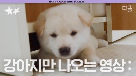 어? 귀엽다. 발바닥 꼬순내 맡아보고 싶은 꼬질꼬질 강아지 모음🐾 | #대화가필요한개냥 #디글 #별별메이트 | ZUM TV