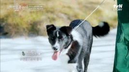 상위 0.5% 개토피아! 견생 8개월차 처음보는 개통령 강형욱이 너무 좋은 보더 콜리ㅋㅋ | tvN STORY 221110 방송 | ZUM TV