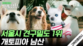 여기가 개토피아!?🐶 온 동네가 함께 강아지 키우는 서울시 견구... | #고독한훈련사 #인기급상승 | ZUM TV 여기가 개토피아!?🐶  온 동네가... 