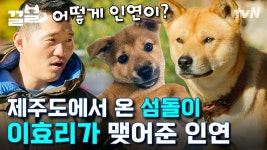 지리산에 사는 행복 강쥬들🤎 제주견 섬돌이부터 농구하는 보더콜리 새벽이까지! 평화로운 시골 강아지들의 일상 | 고독한훈련사 | ZUM TV