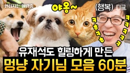 (60분) 강아지와 고양이가 세상을 구한다! 보기만 해도 광대승천되는 유퀴즈 속 동물 자기님들🐶🐱 | #유퀴즈온더블럭 | ZUM TV (60분)... 