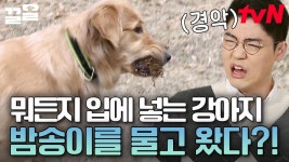 눈에 보이는 거 다 입에 넣으려는 강아지 리오😮 먹으면 안 되는 걸 먹는 이식증에 대한 전문가의 솔루션 | 대화가필요한개냥 | ZUM TV