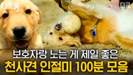 인절미야?😆 천사야?😇 강아지야?🐶 보고만 있어도 힐링되는 리트리버 모음 zip | #고독한훈련사 #나중에또볼동영상 (100분) | ZUM TV