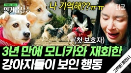 모니카가 첫 반려견들 이야기에 눈물을 보인 이유는?😭 반려견들은 10년이 지나도 사람을 기억해요ㅠㅠ | #고독한훈련사 #인기급상승 | ZUM TV