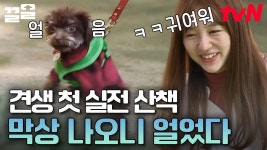 첫 산책 나오고 그대로 굳어버린 기쁨이ㅠㅠ 이대로 산책 마무리할 수 있을까? | 대화가필요한개냥 | ZUM TV