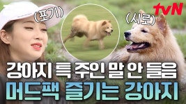 주인은 해탈😱 강아지는 행복🥰 만신창이가 된 경리의 반려견 시로ㅋㅋㅋ | 대화가필요한개냥 | ZUM TV