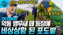 예쁘게 생겼지만, 농장에서는 골칫거리인 앵무새 떼🦜 잡으러 와다다~ 와다다~ 달리는 촌놈들 | #부산촌놈in시드니 #지금꼭볼동영상 | ZUM TV