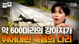 [#다빈치노트] 소름ㄷㄷ 오버툰 다리 위 2/3 지점의 저주? 약 600마리 강아지의 집단 투신 사건 | ZUM TV