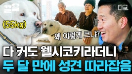 우리 엄마, 아빠 세상의 반 🤗 거대 진트리버의 사랑스러운 종특?! 사람 딸보다(?) 말 잘 듣는 강쥐 아들내미🐾 | #고독한훈련사 | ZUM TV