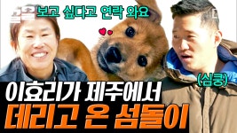 이효리의 권유로 데려오게 된 유기견 섬돌이 💛 비행기 타고 제주도에서 왔다! 지리산에 사는 리트리버 남매 막스&미르까지... 