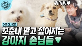 엄마, 아빠 편하게 장 보라고 기다려 주는 강아지들🐶 그사이 둘러싼 어린이 손님들?😆 산책 겸 탈출을 도모하는 사장은 누구?🤣ㅋㅋ... 