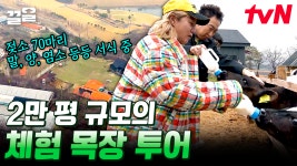 젖소만 70마리ㄷㄷ 웃음기 사라지게 만든 어마어마한 농장 규모...😱 혼돈의 체험 목장 투어 | 풀뜯어먹는소리3 | ZUM TV