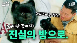 깜지야 괜찮아, 형은 다 아는 수가 있어~ 겁도 없이 대형견에게 깝치다 소환된 소형견ㅋㅋㅋ | 고독한훈련사 | ZUM TV