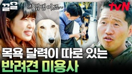 목욕 달력까지 따로 있다는 애견 미용사들의 직업병ㅋㅋ 그 와중에 美친 비주얼 멍뭉이들에 한눈 팔린 강형욱💛 | 고독한훈련사 | ZUM TV