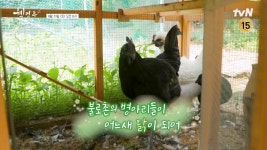 [예고] 병아리 깜순이, 깜돌이가 어느새 닭이 되어 첫 달걀을 낳았다!🥚 | ZUM TV
