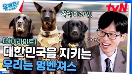 어떤 사건 현장이든 달려간다멍! 위대한 개코로 대한민국을 지키는 멍벤져스🐶 #highlight | ZUM TV