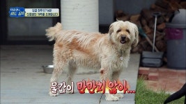 [웰컴 개터파크] 대가족 신효범, 6마리 견(犬)들과 함께~♥ | ZUM TV