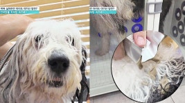 ♡반려동물 미용 시대♡ 반려동물 전용 셀프 목욕탕 *^-^* | ZUM TV